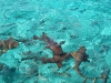 snorkeltour-3