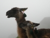 machu-picchu-3