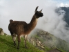 machu-picchu-6