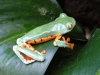 monteverde-3
