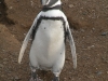 pingus-punta-arenas-10