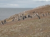 pingus-punta-arenas-11