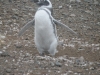 pingus-punta-arenas-13