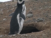 pingus-punta-arenas-14