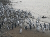 pingus-punta-arenas-16