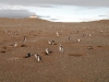 pingus-punta-arenas-9