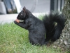 Toronto Squirrel
