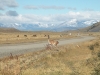 torres-del-paine-np-1