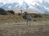 torres-del-paine-np-4