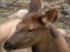 wildlifepark-2