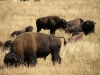 wildlife-3